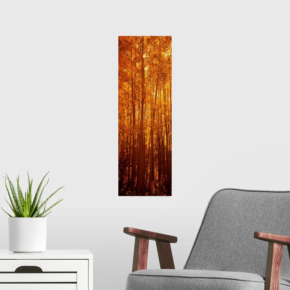A modern room featuring Giant, vertical photograph of tall aspen trees in the fall, a golden sunrise behind them, in Colo...