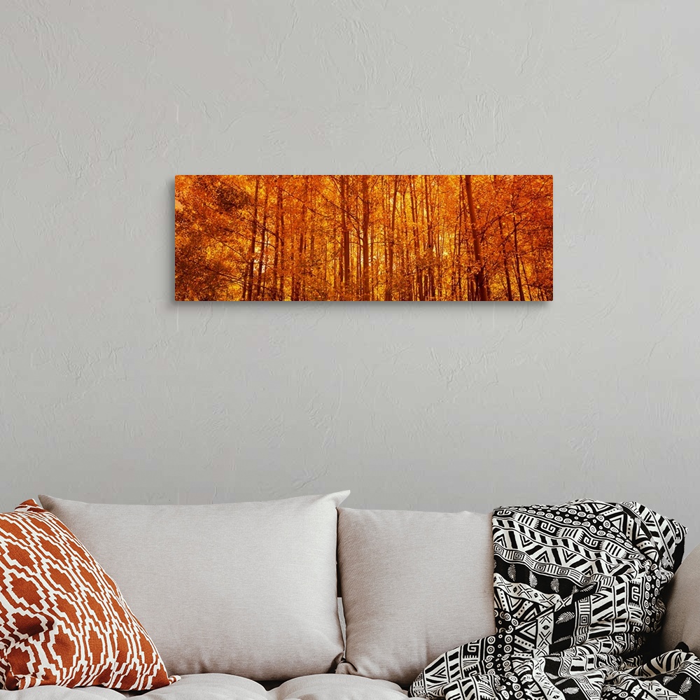 A bohemian room featuring Giant, panoramic photograph of a dense forest of aspen trees with fall foliage.  The sun rising t...
