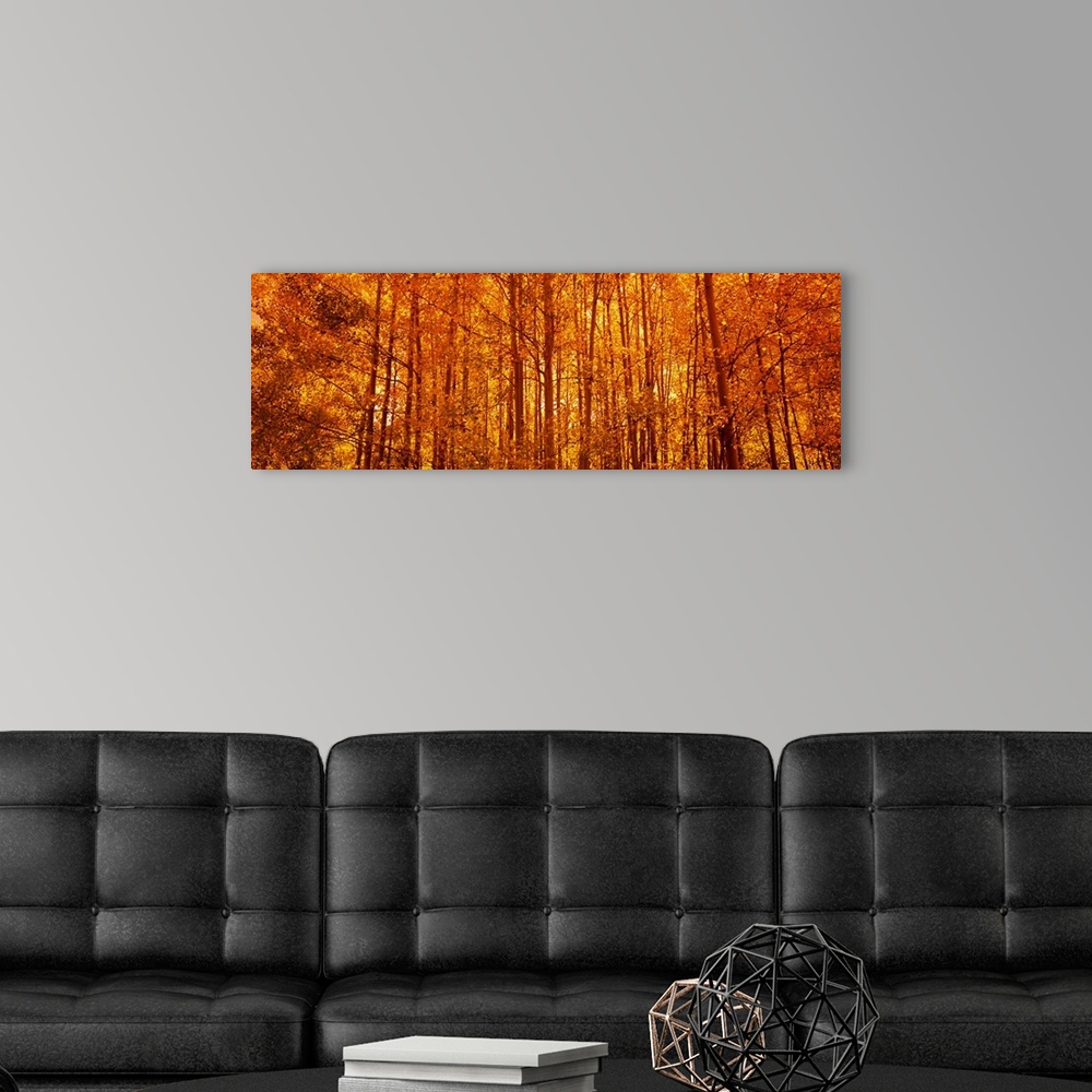 A modern room featuring Giant, panoramic photograph of a dense forest of aspen trees with fall foliage.  The sun rising t...