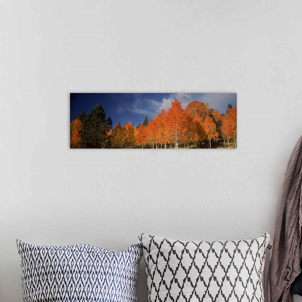 A bohemian room featuring Large landscape photograph of vibrant fall colored aspen trees beneath a blue sky with wispy whit...