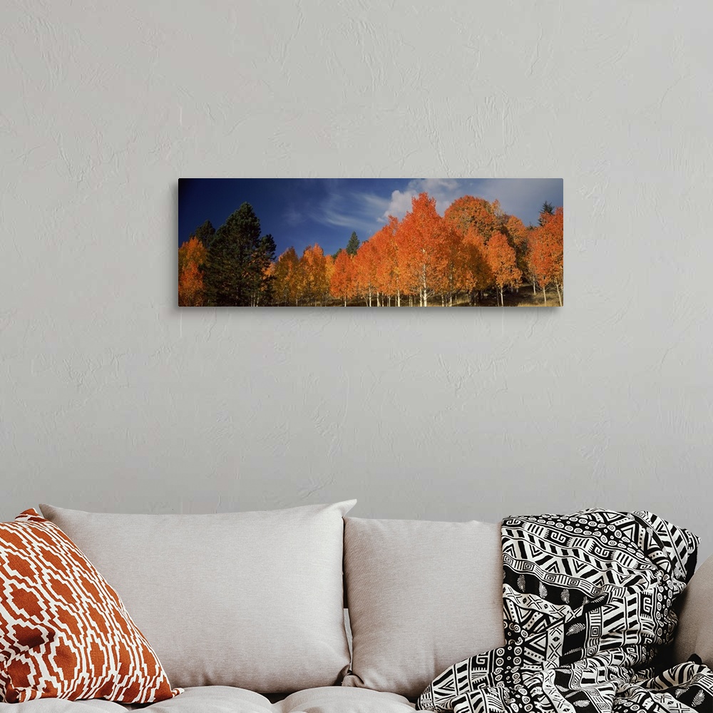 A bohemian room featuring Large landscape photograph of vibrant fall colored aspen trees beneath a blue sky with wispy whit...