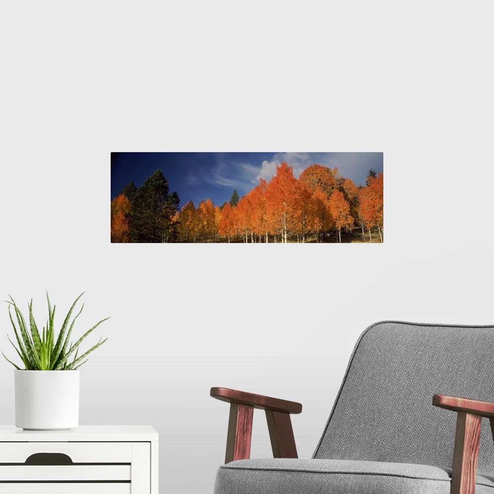 A modern room featuring Large landscape photograph of vibrant fall colored aspen trees beneath a blue sky with wispy whit...