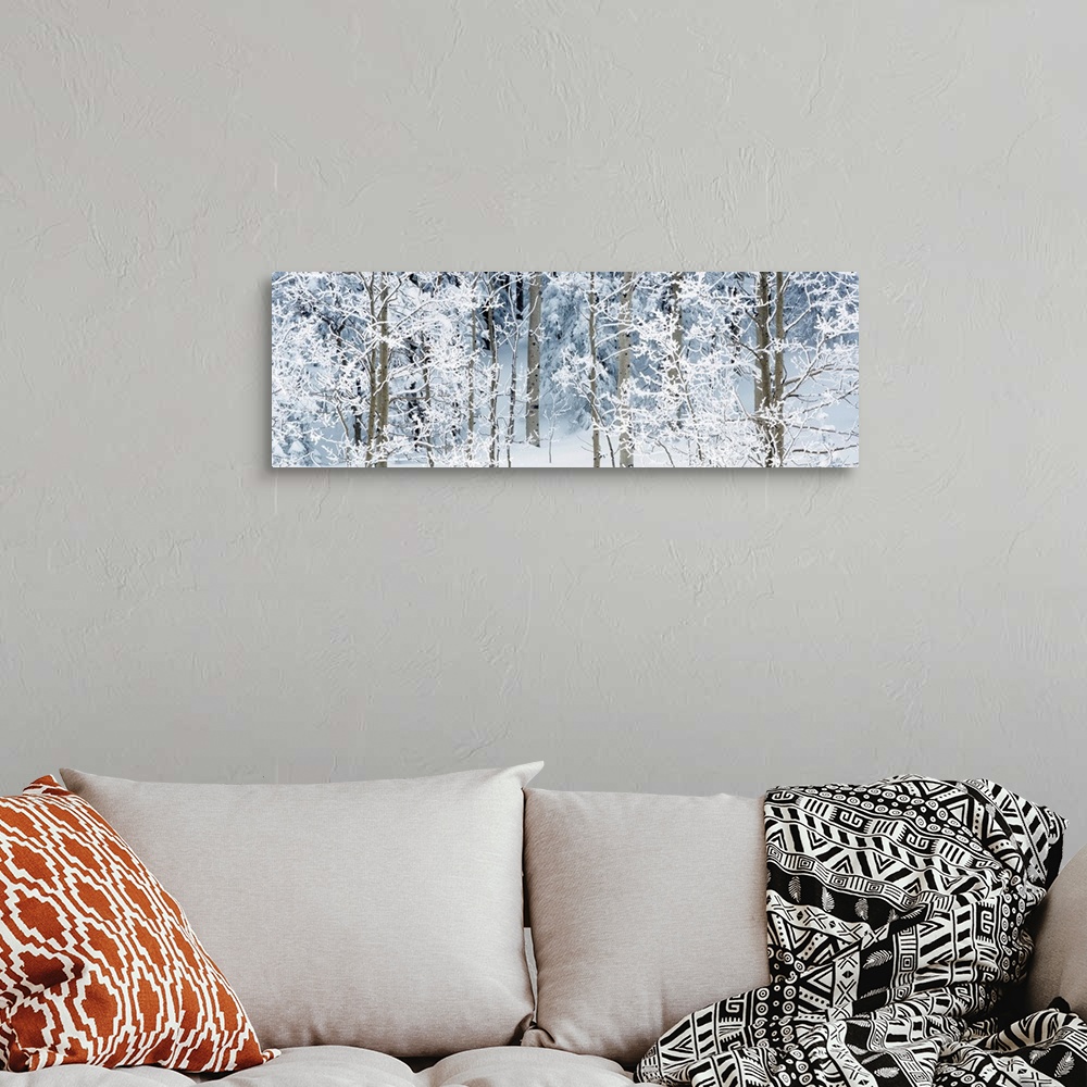 A bohemian room featuring Panoramic photographs displays a forest scattered with trees that are covered in snow.