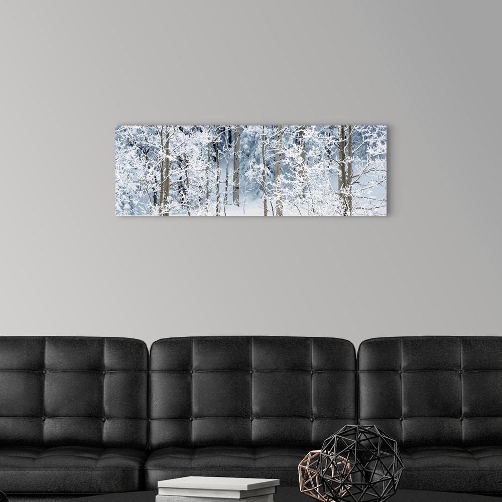 A modern room featuring Panoramic photographs displays a forest scattered with trees that are covered in snow.