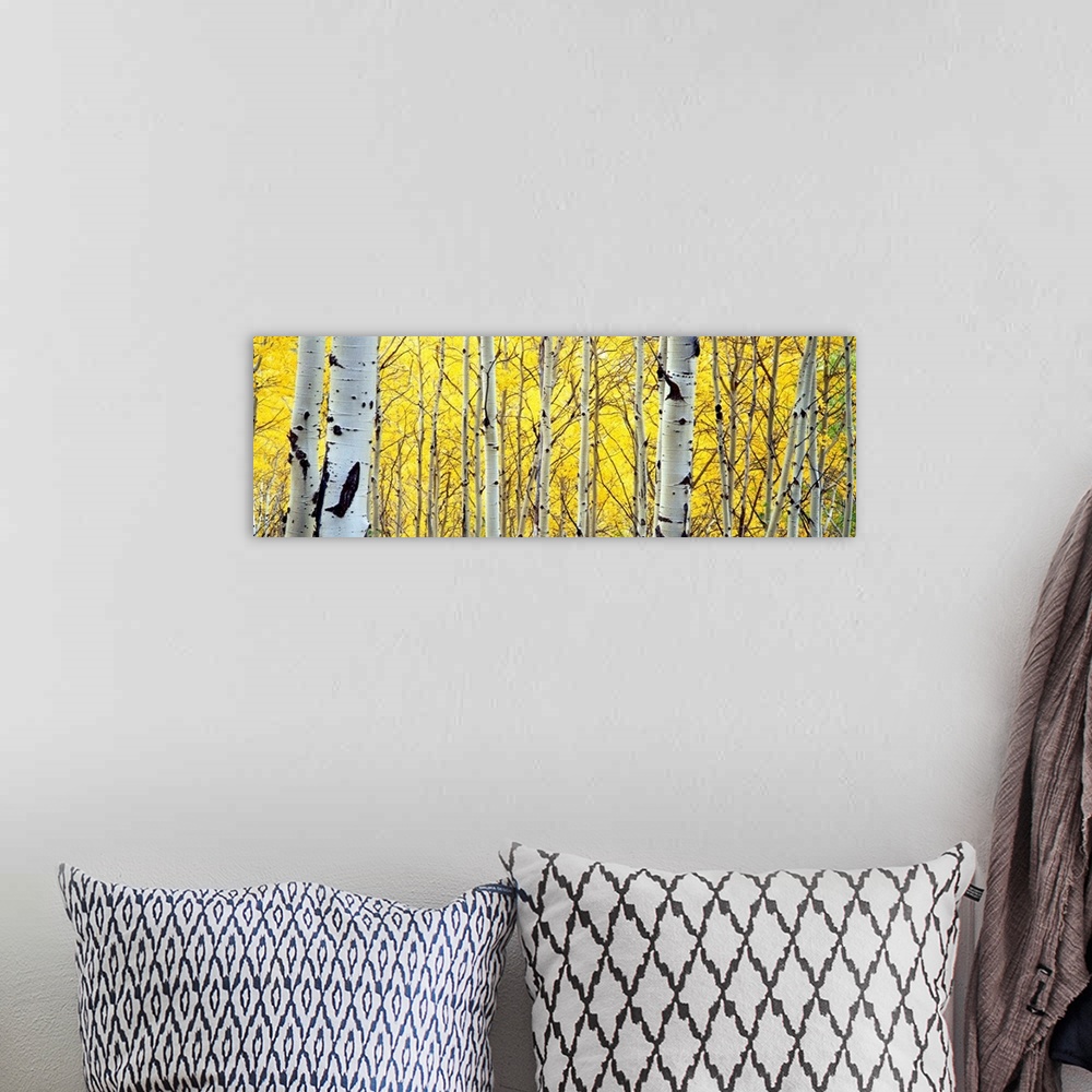 A bohemian room featuring A panoramic photograph of deciduous trees with autumn foliage.