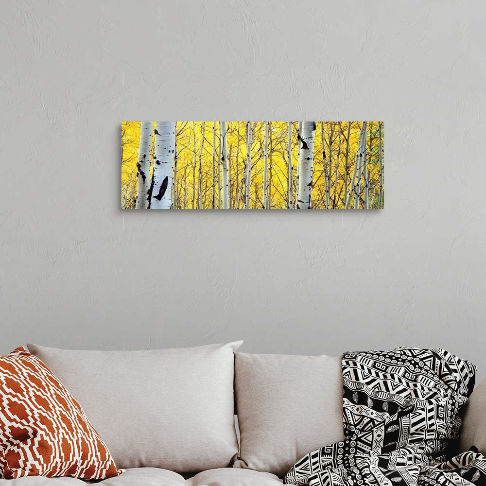 A bohemian room featuring A panoramic photograph of deciduous trees with autumn foliage.