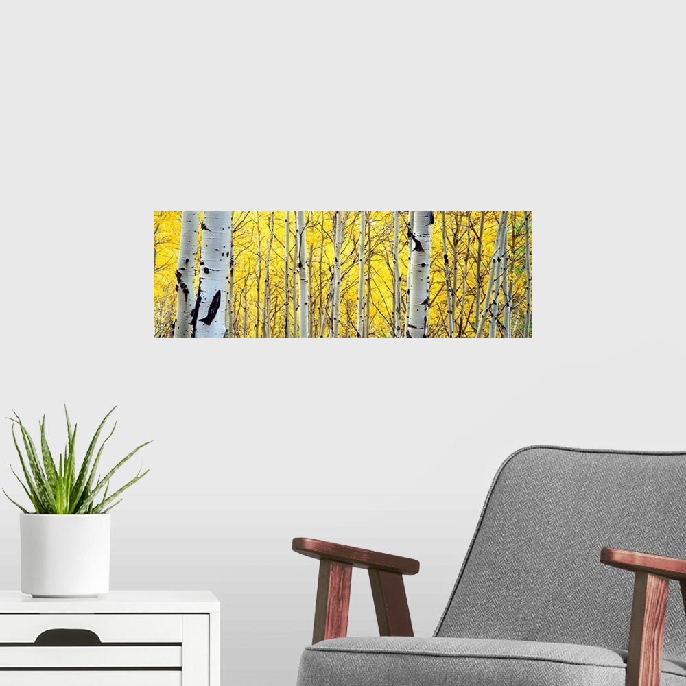 A modern room featuring A panoramic photograph of deciduous trees with autumn foliage.