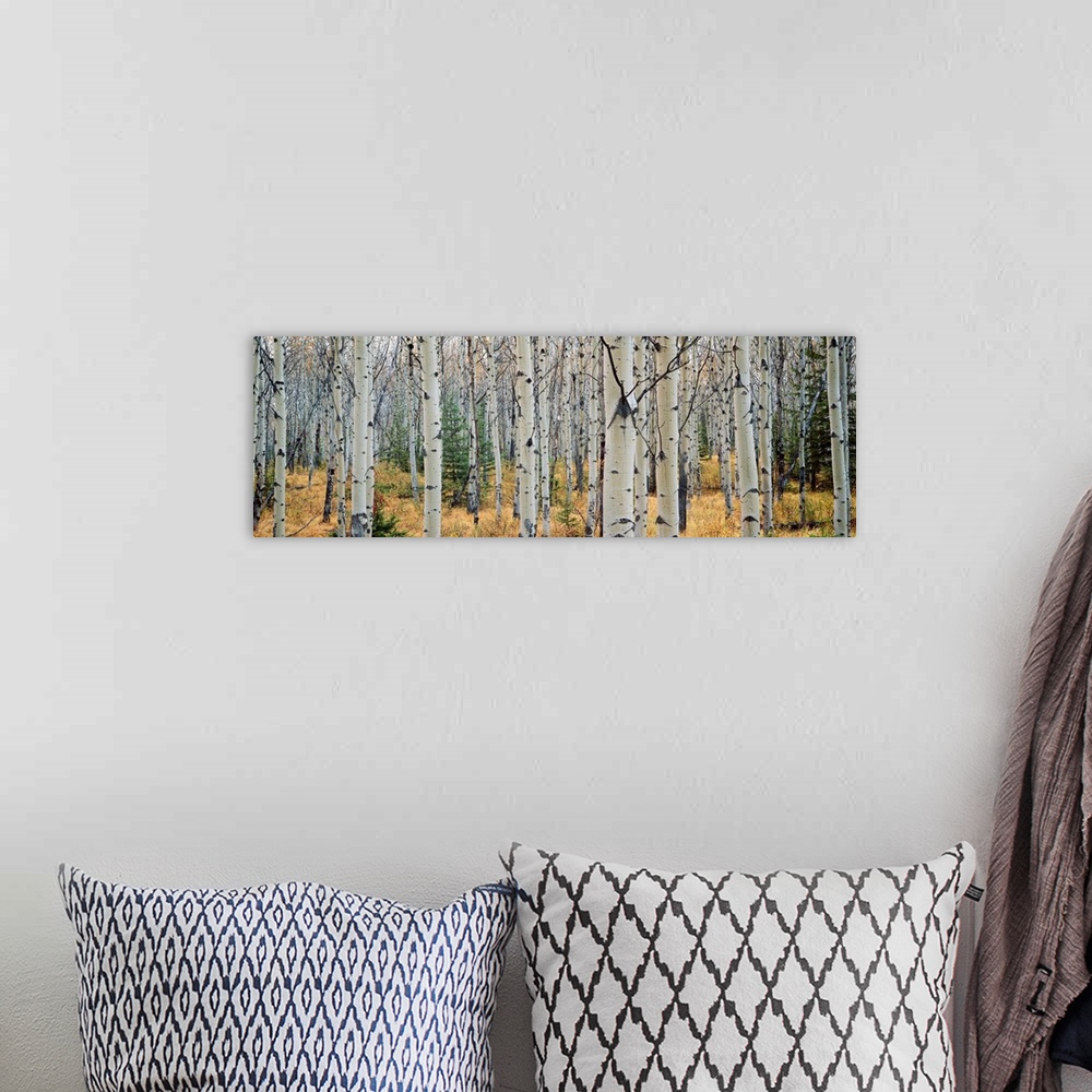 A bohemian room featuring This wall art is a panoramic photograph of a forest of white barked trees growing in the Canadian...