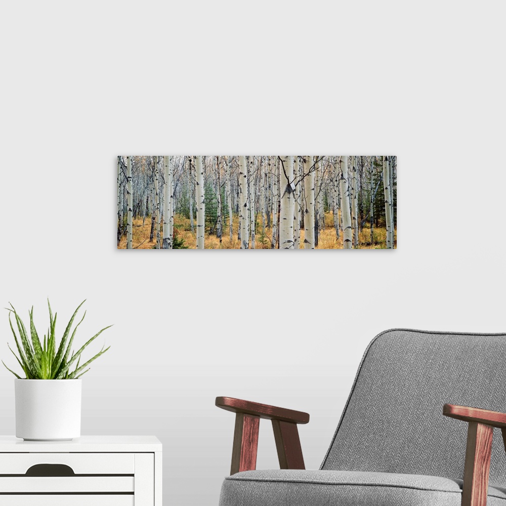 A modern room featuring This wall art is a panoramic photograph of a forest of white barked trees growing in the Canadian...