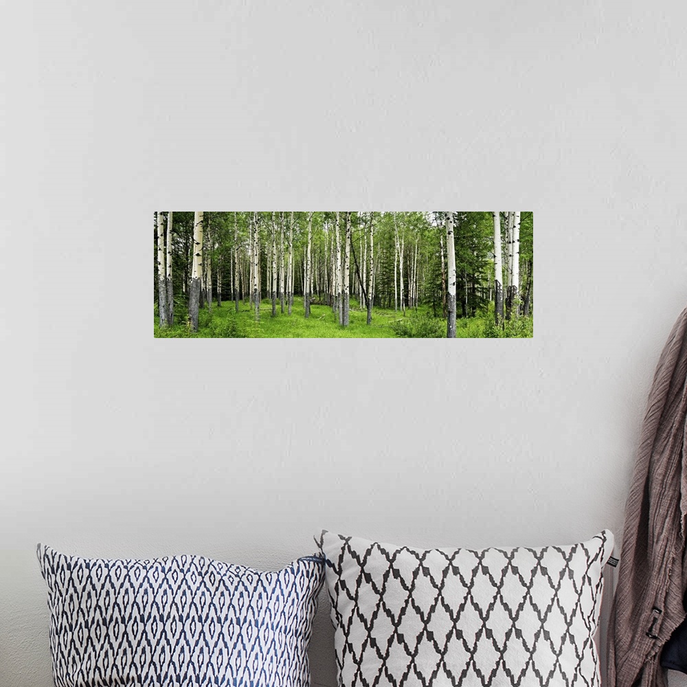 A bohemian room featuring Aspen trees in a forest, Banff, Banff National Park, Alberta, Canada