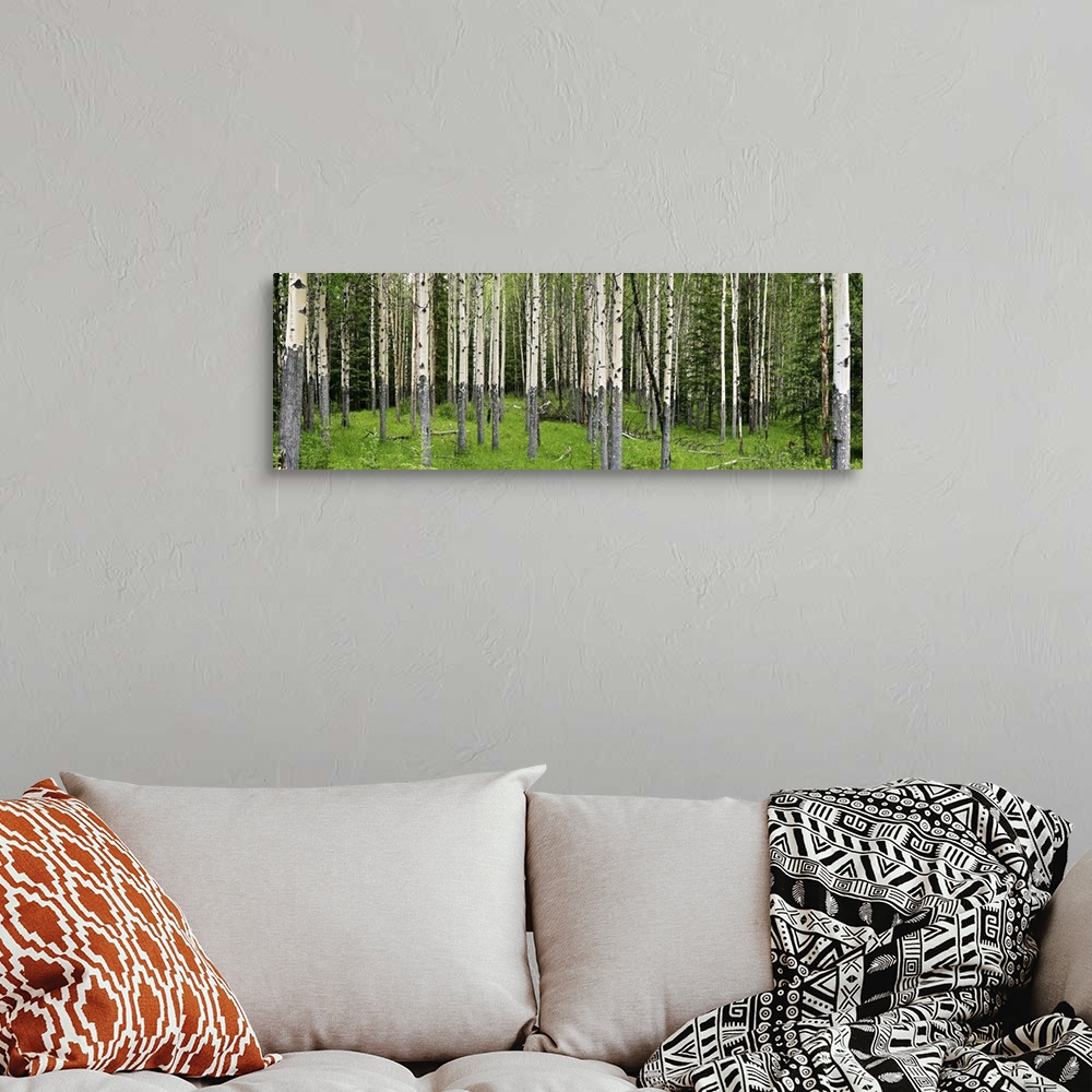 A bohemian room featuring Aspen trees in a forest, Banff, Banff National Park, Alberta, Canada