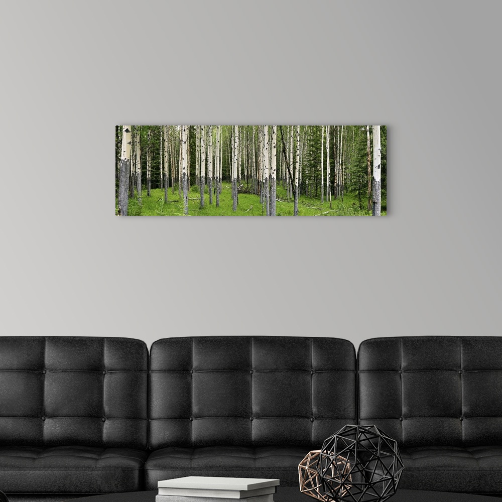 A modern room featuring Aspen trees in a forest, Banff, Banff National Park, Alberta, Canada