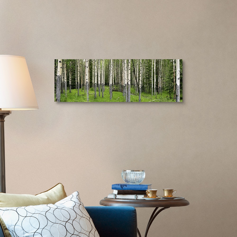 A traditional room featuring Aspen trees in a forest, Banff, Banff National Park, Alberta, Canada