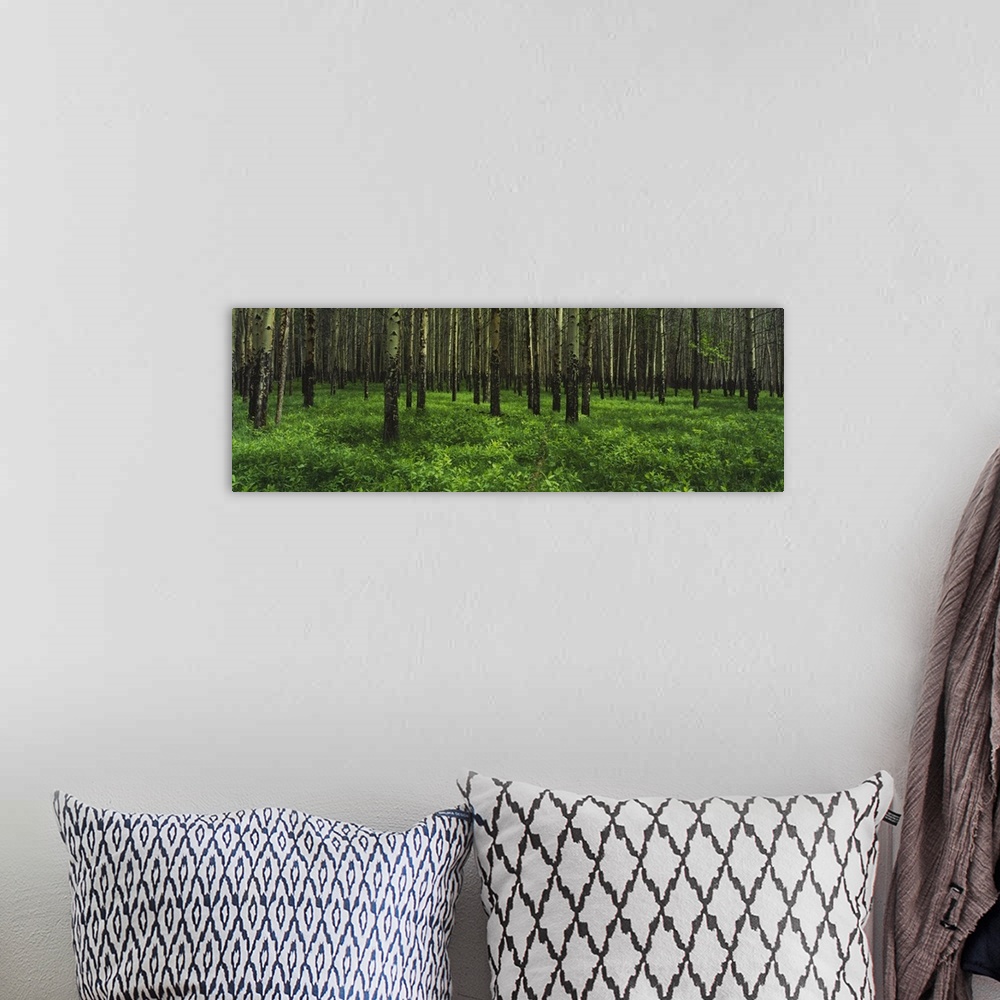 A bohemian room featuring Aspen trees in a forest, Banff National Park, Alberta, Canada