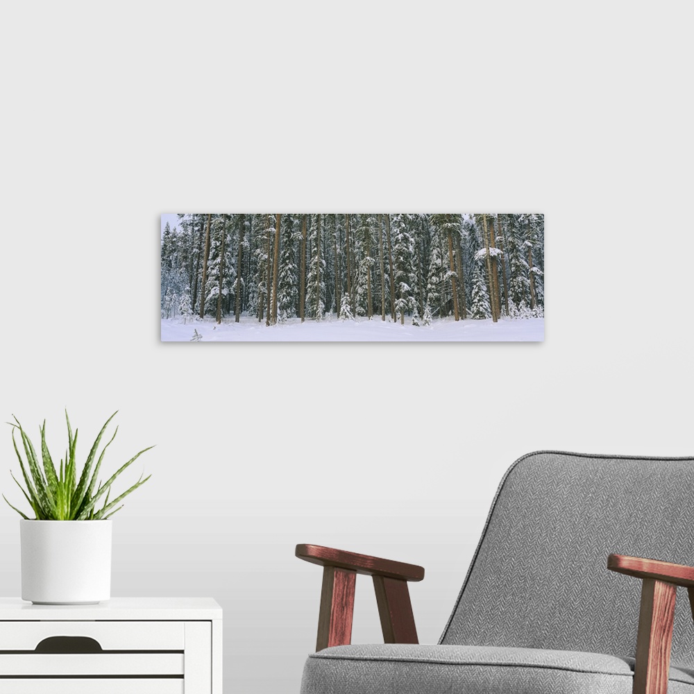 A modern room featuring Aspen trees in a forest, Banff National Park, Alberta, Canada