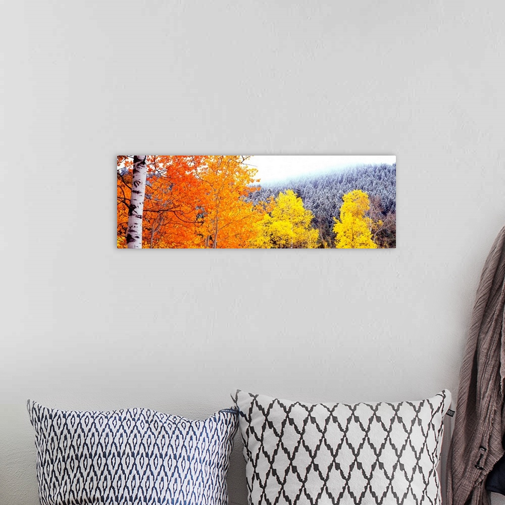 A bohemian room featuring This art work is perfect wall decor for the office a panoramic photograph of colorful trees on a ...