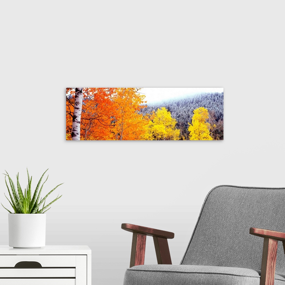 A modern room featuring This art work is perfect wall decor for the office a panoramic photograph of colorful trees on a ...