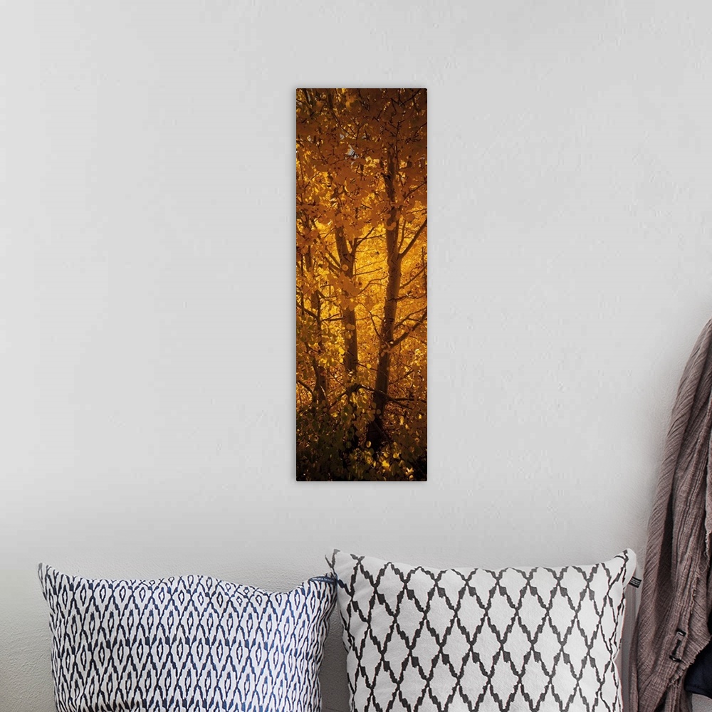 A bohemian room featuring This is a vertical photograph of a single tree trunk filling the entirety of this autumn wall art.