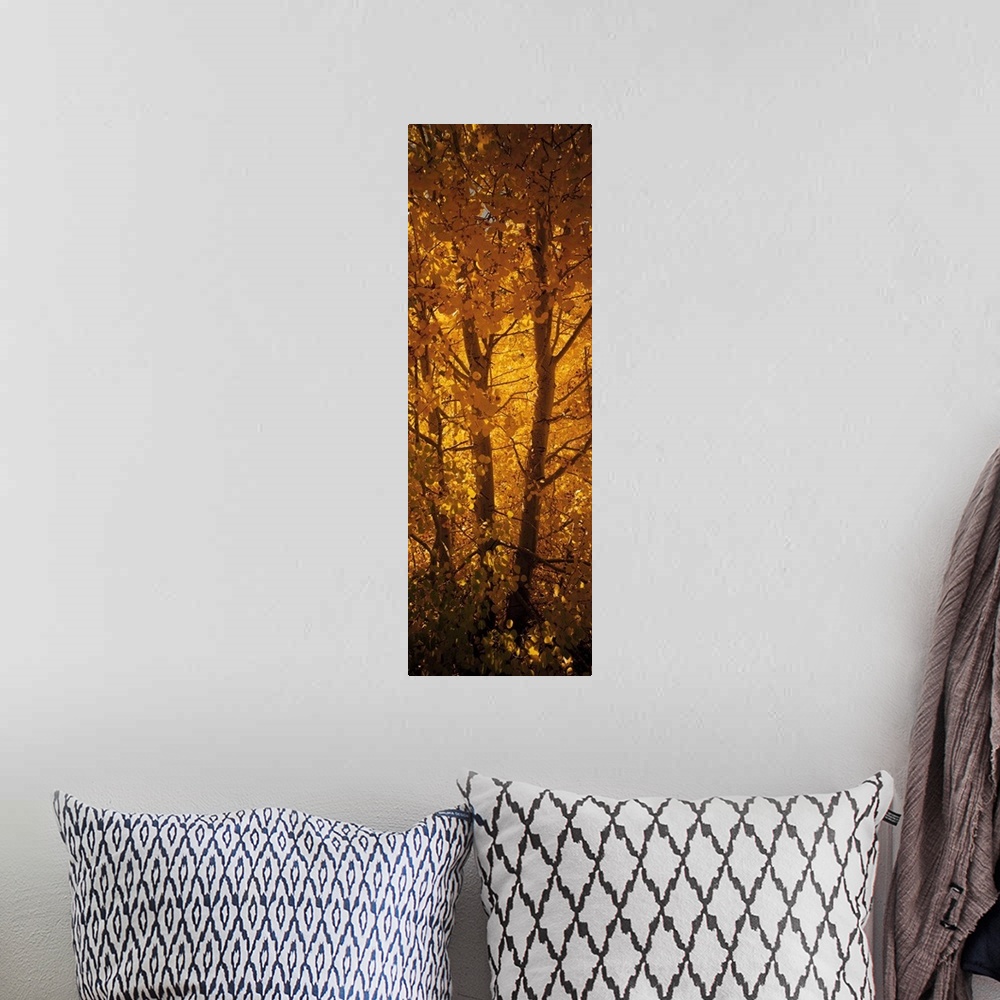 A bohemian room featuring This is a vertical photograph of a single tree trunk filling the entirety of this autumn wall art.