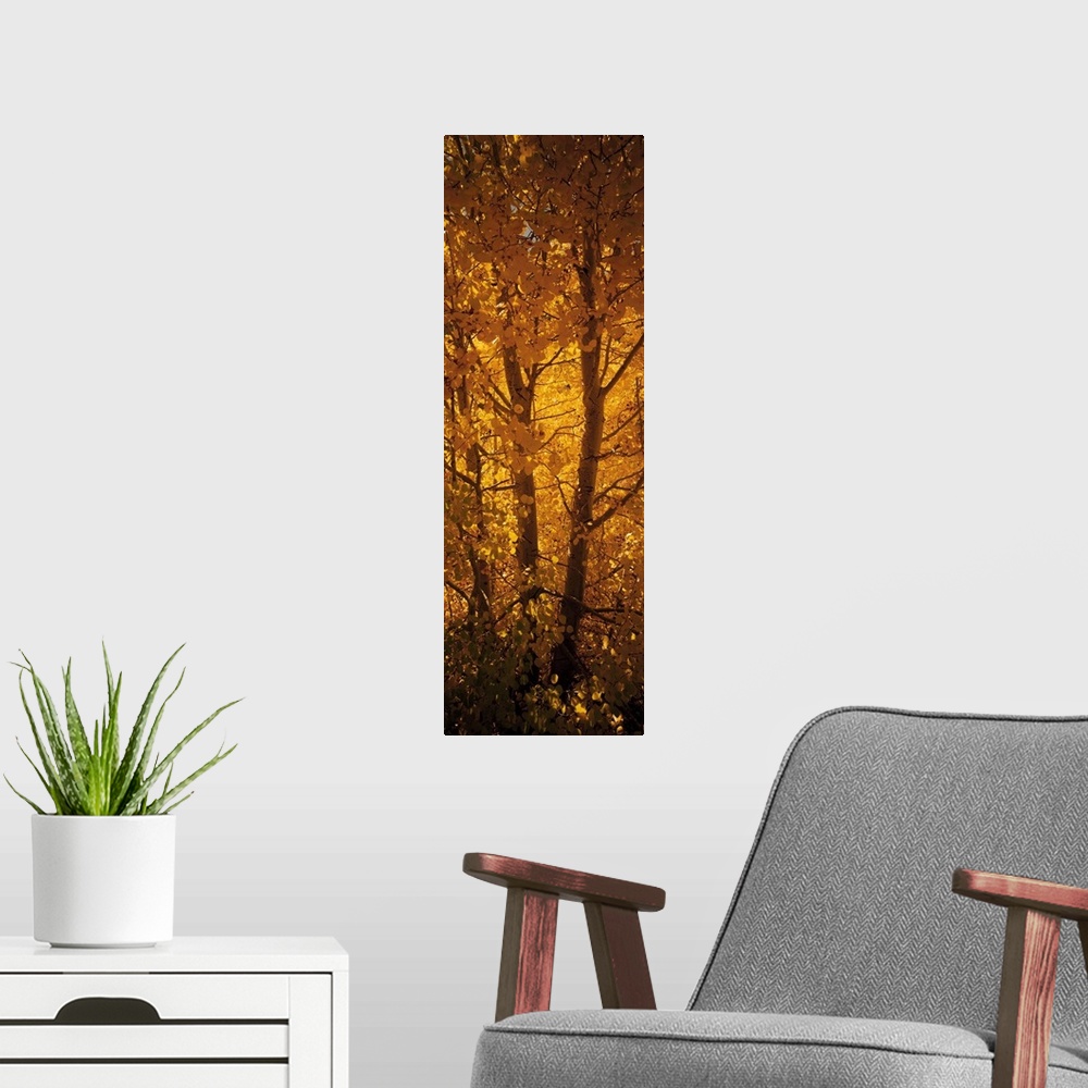 A modern room featuring This is a vertical photograph of a single tree trunk filling the entirety of this autumn wall art.