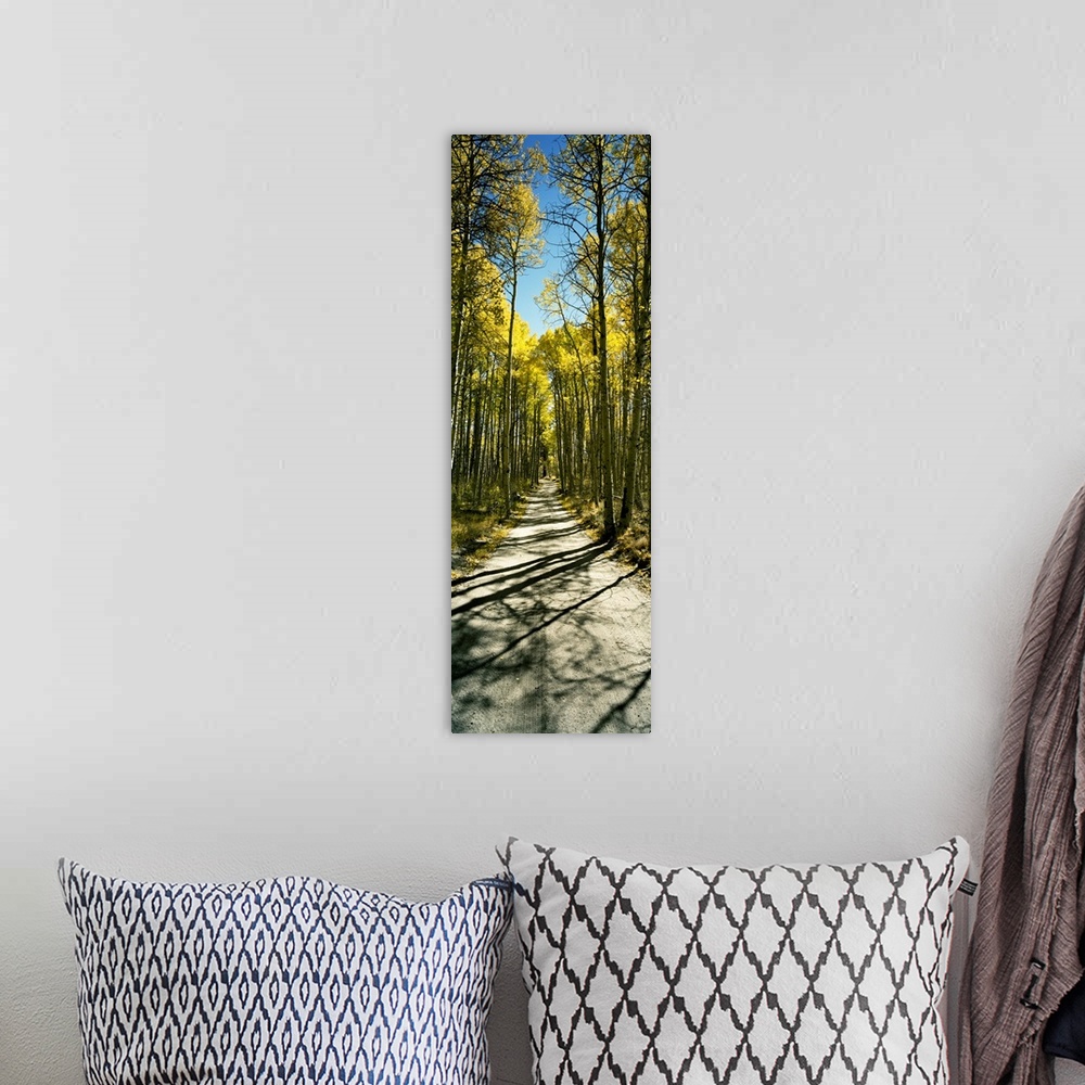 A bohemian room featuring Aspen trees in a forest, Californian Sierra Nevada, California