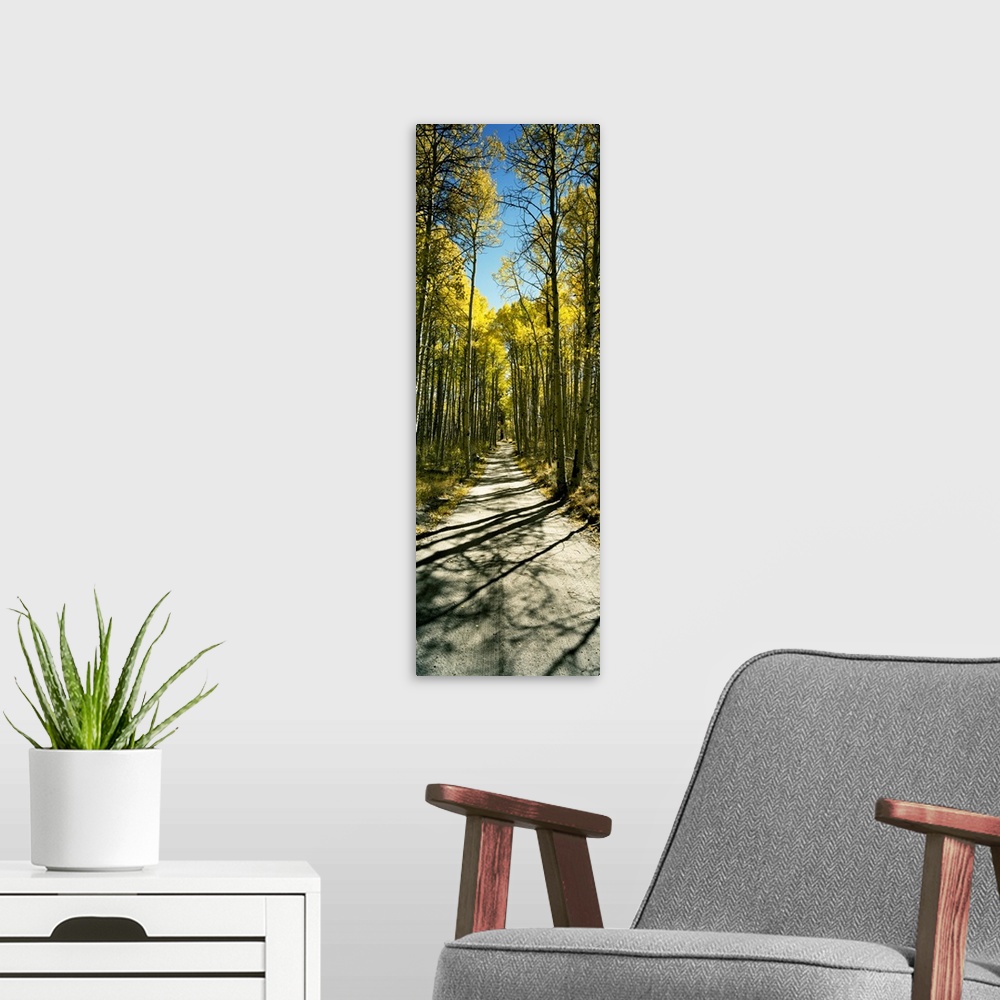 A modern room featuring Aspen trees in a forest, Californian Sierra Nevada, California