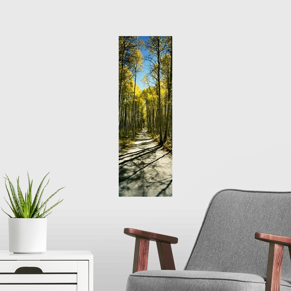 A modern room featuring Aspen trees in a forest, Californian Sierra Nevada, California