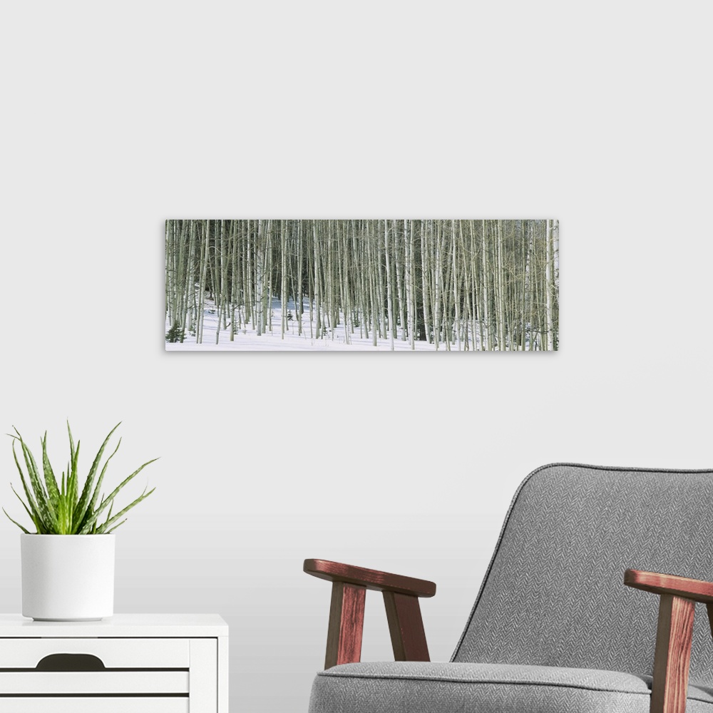 A modern room featuring Panoramic image of stark aspen trees in the snow in winter in Chama, New Mexico.