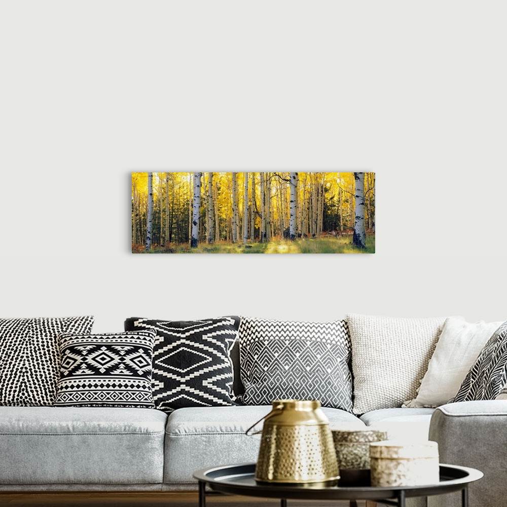 A bohemian room featuring Panoramic photograph of the sun peeking through Aspen trees and onto the grass that is within a s...