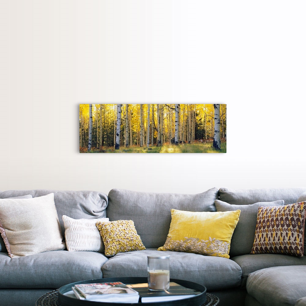 A farmhouse room featuring Panoramic photograph of the sun peeking through Aspen trees and onto the grass that is within a s...
