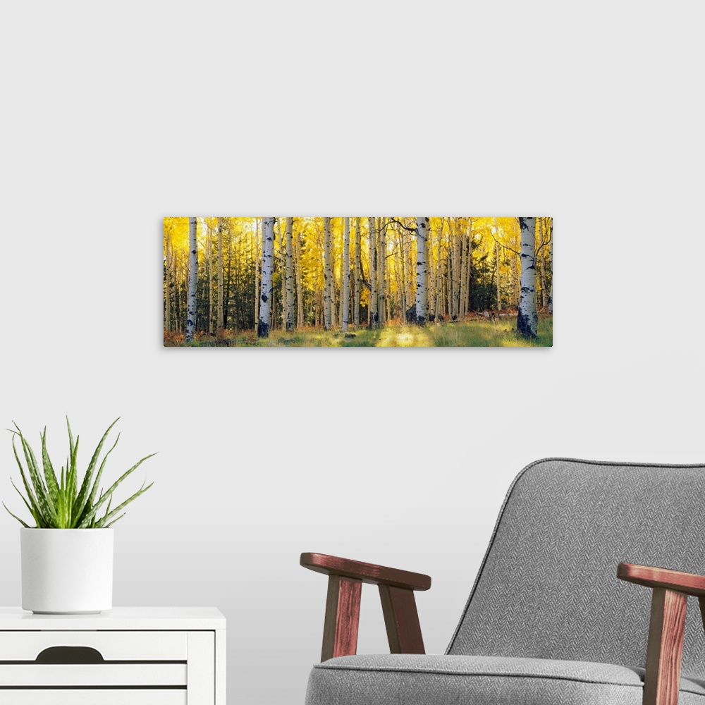 A modern room featuring Panoramic photograph of the sun peeking through Aspen trees and onto the grass that is within a s...