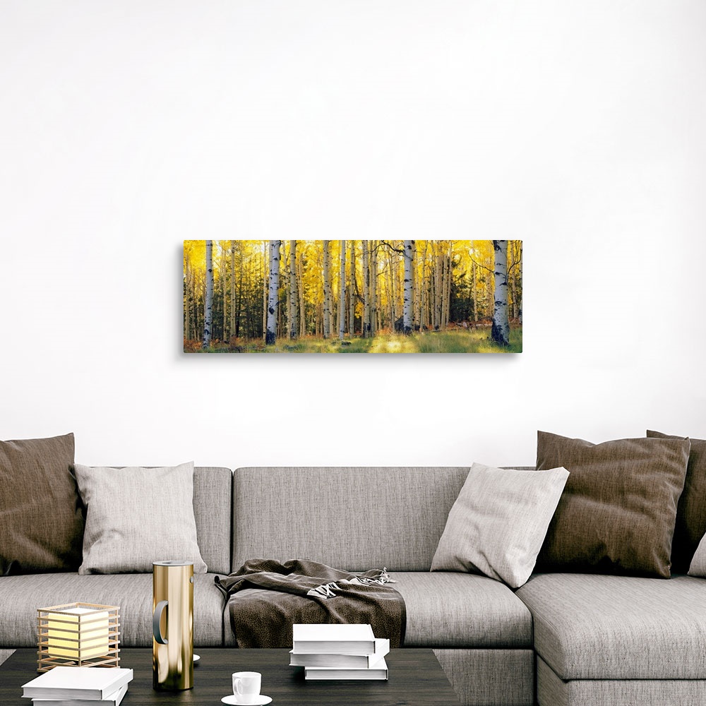A traditional room featuring Panoramic photograph of the sun peeking through Aspen trees and onto the grass that is within a s...