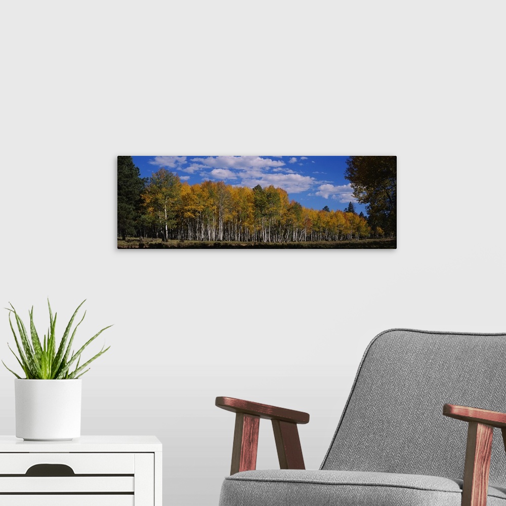 A modern room featuring Aspen trees in a forest, Coconino National Forest, Flagstaff, Arizona