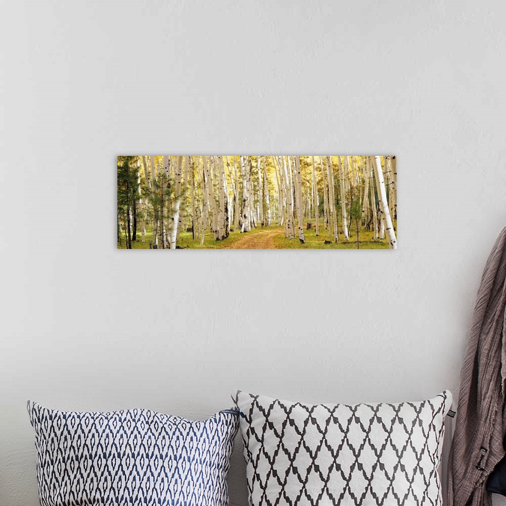 A bohemian room featuring This panoramic photograph shows a path through a forest lined with trees.