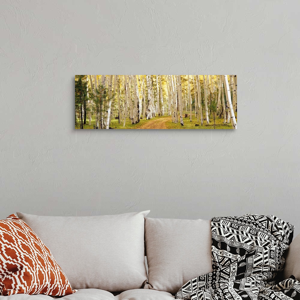 A bohemian room featuring This panoramic photograph shows a path through a forest lined with trees.