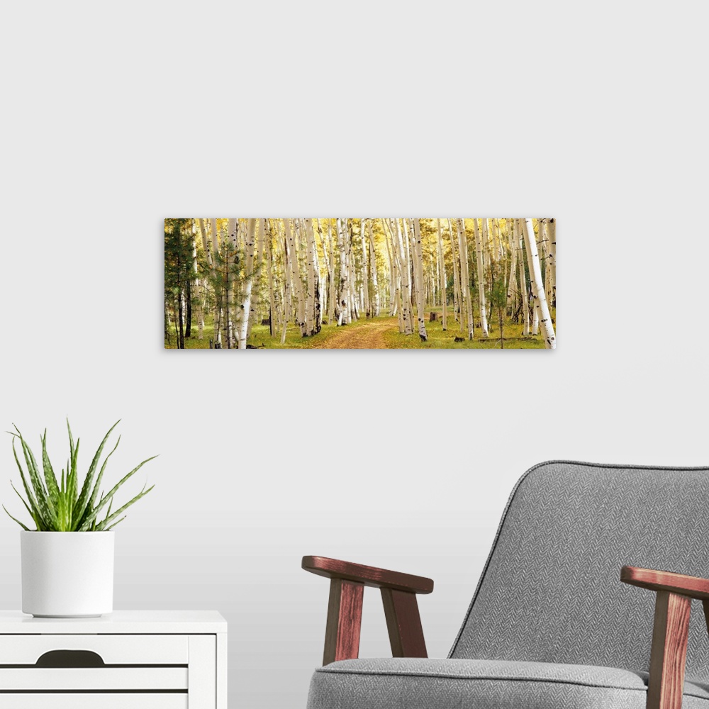 A modern room featuring This panoramic photograph shows a path through a forest lined with trees.