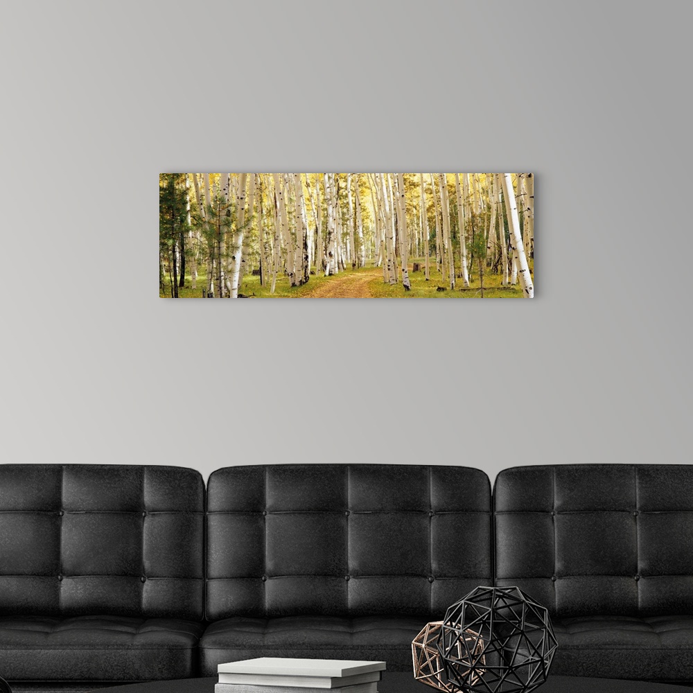 A modern room featuring This panoramic photograph shows a path through a forest lined with trees.