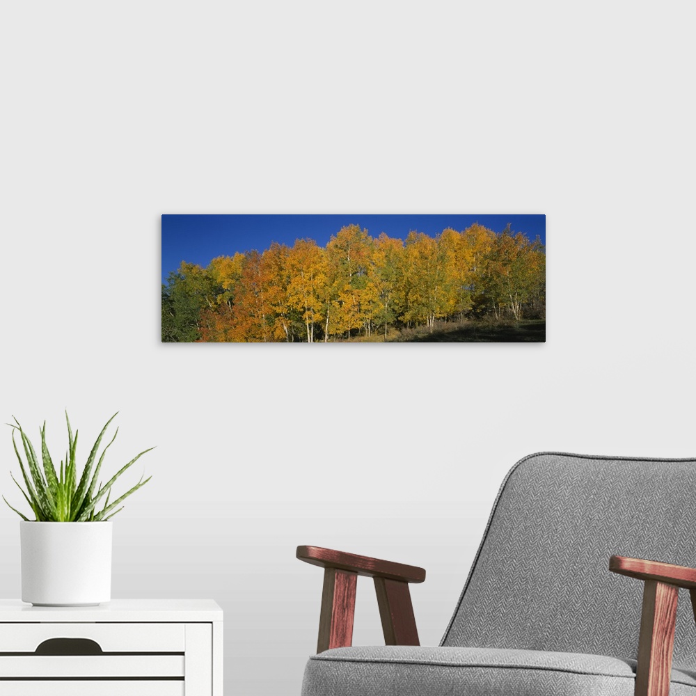 A modern room featuring Aspen trees in a forest, Dixie National Forest, Utah