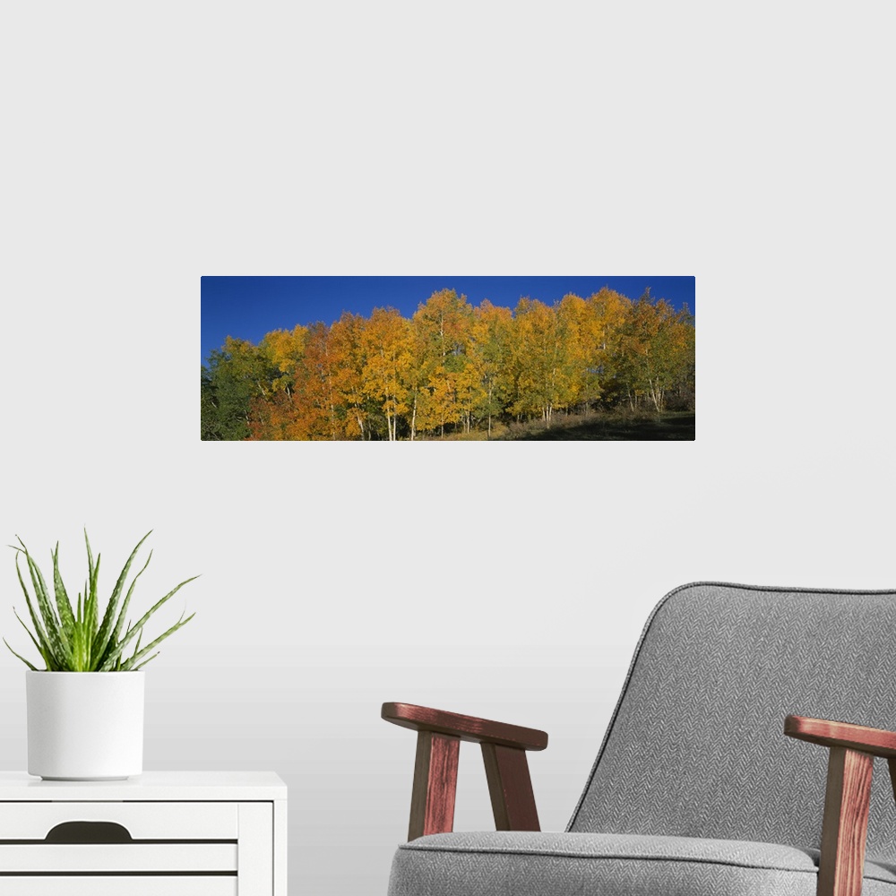 A modern room featuring Aspen trees in a forest, Dixie National Forest, Utah