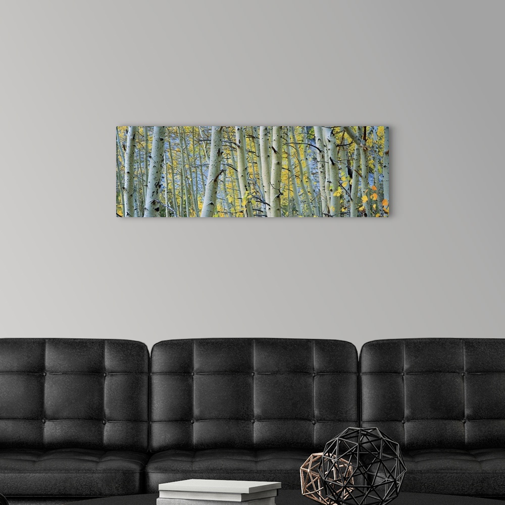 A modern room featuring Panoramic photograph shows a woodland in the Western United States that is densely filled with th...