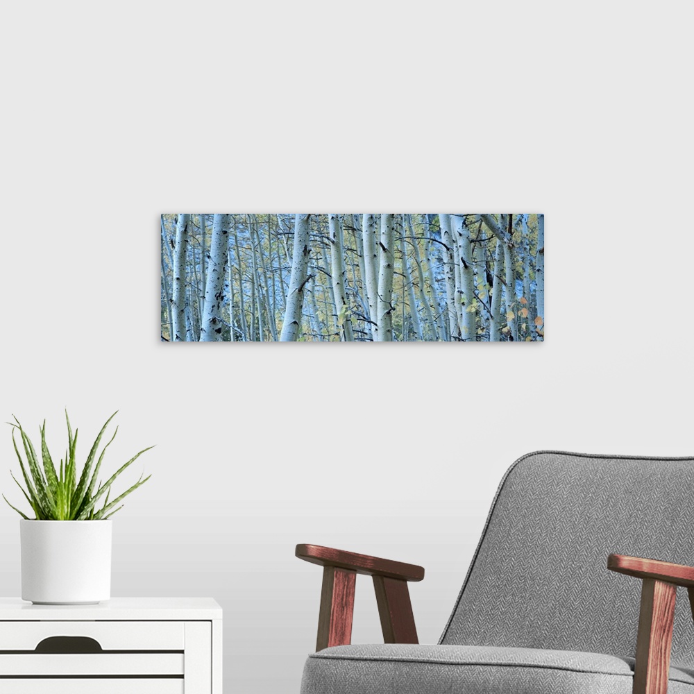 A modern room featuring Panoramic photograph of forest filled with tall bare, lightly colored tree barks.