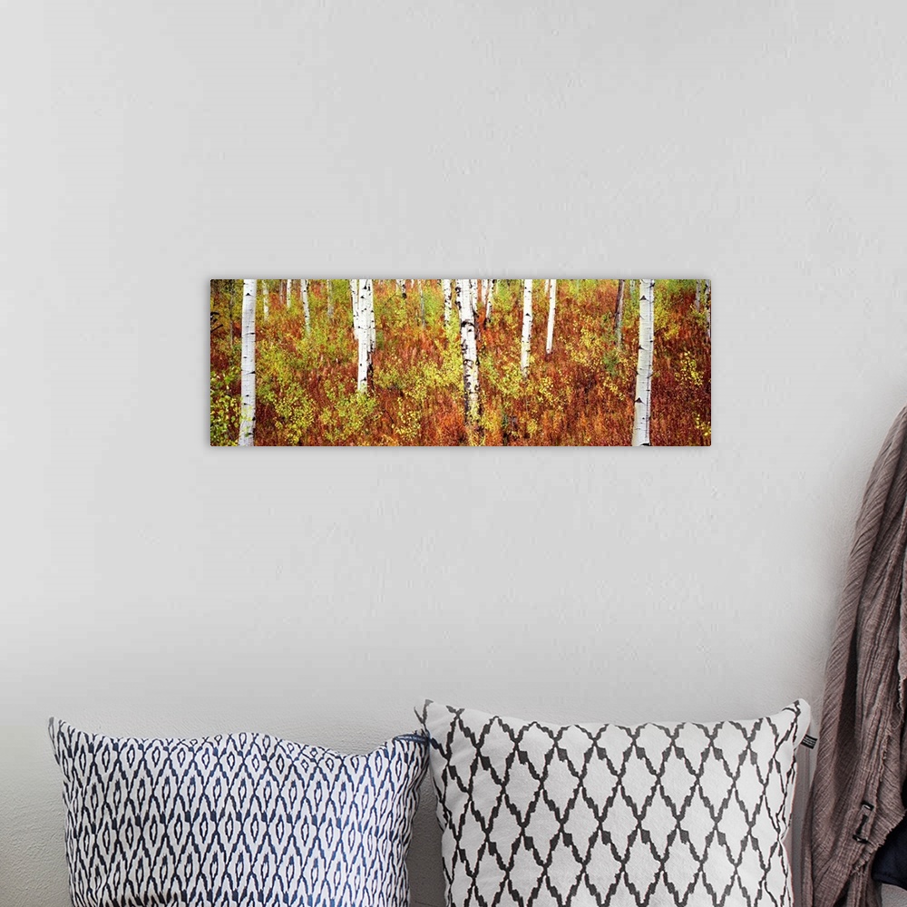 A bohemian room featuring Panoramic photograph of birch trees in forest surrounded by autumn foliage.