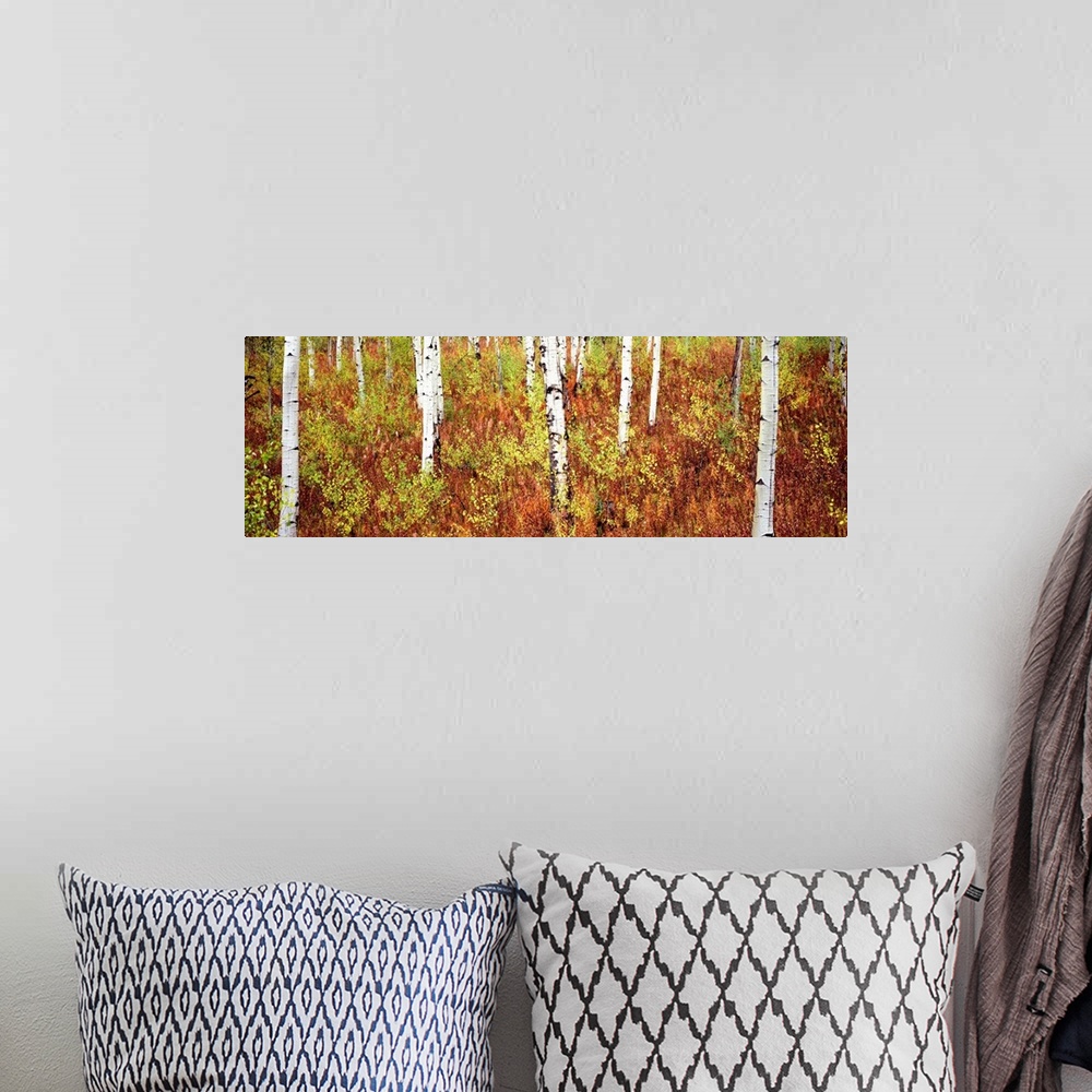 A bohemian room featuring Panoramic photograph of birch trees in forest surrounded by autumn foliage.