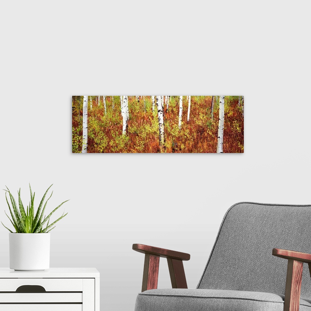 A modern room featuring Panoramic photograph of birch trees in forest surrounded by autumn foliage.