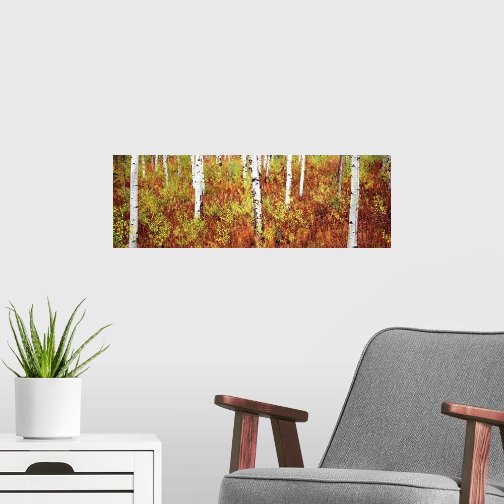 A modern room featuring Panoramic photograph of birch trees in forest surrounded by autumn foliage.