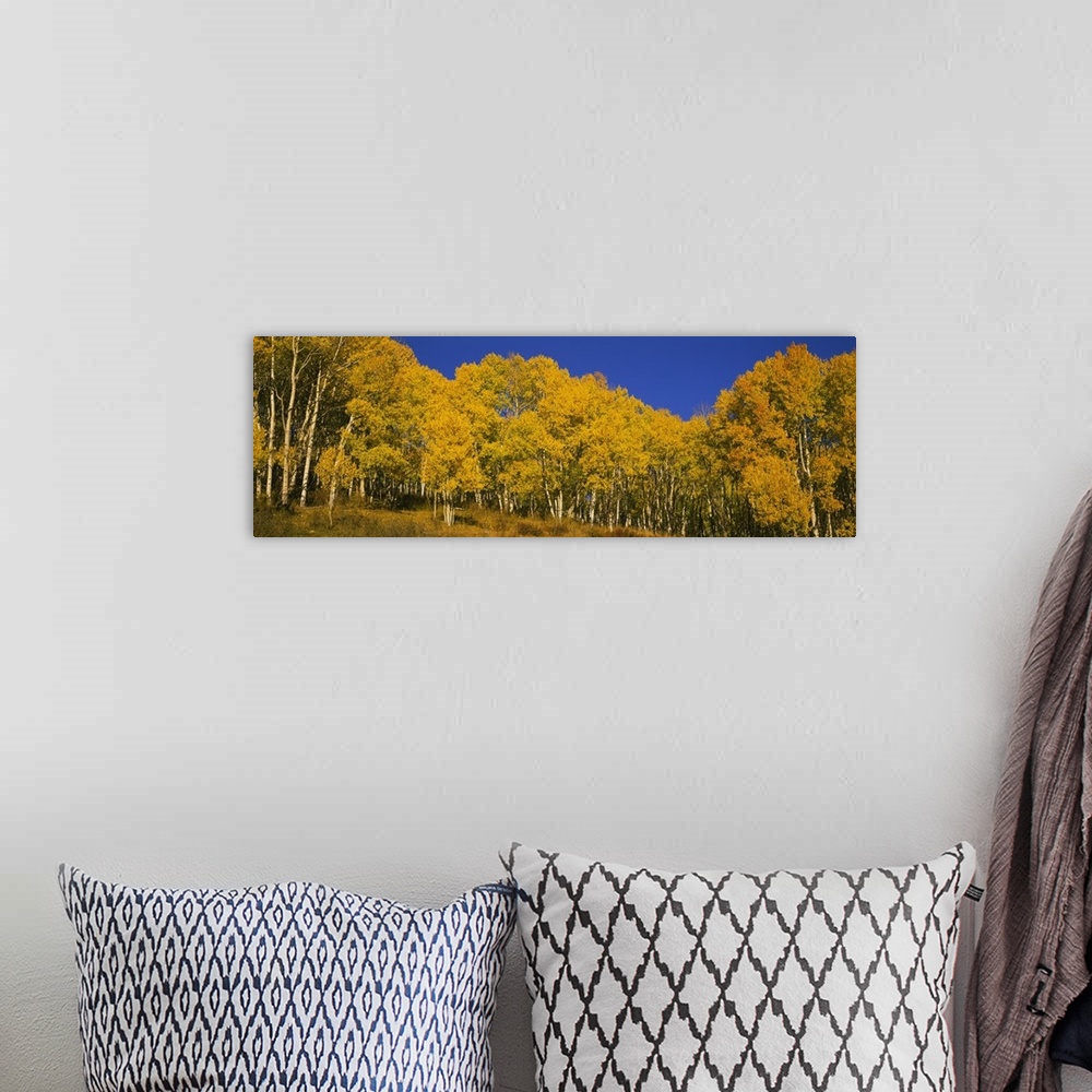 A bohemian room featuring Panoramic photo of fall foliage in a forest in Colorado printed on canvas.