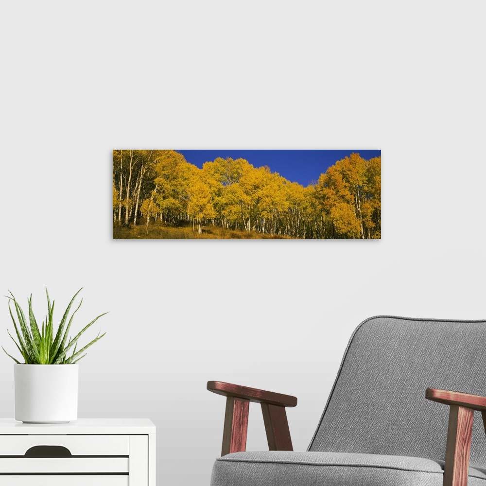 A modern room featuring Panoramic photo of fall foliage in a forest in Colorado printed on canvas.