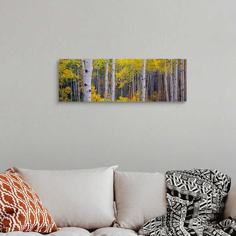A bohemian room featuring Panoramic photograph of a dense forest filled with Aspen trees located within Telluride, Colorado.