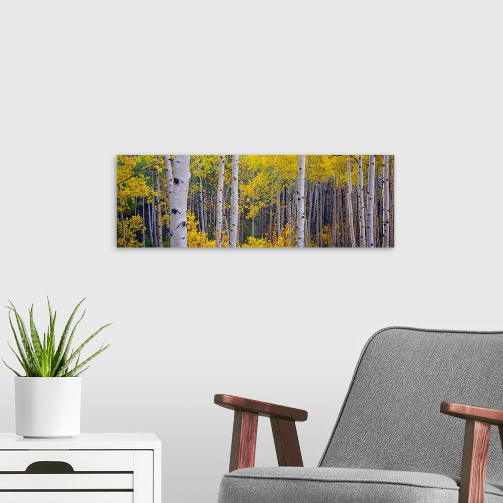 A modern room featuring Panoramic photograph of a dense forest filled with Aspen trees located within Telluride, Colorado.