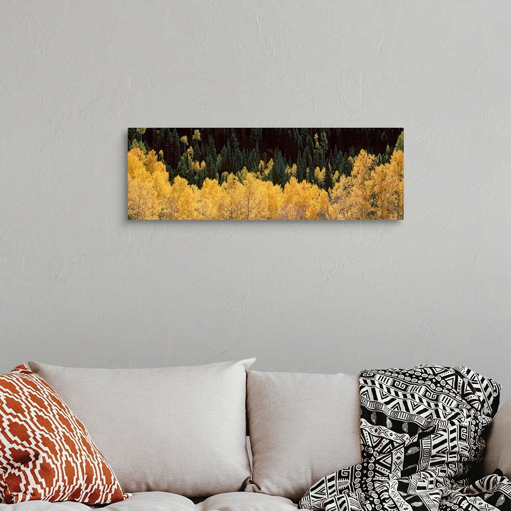 A bohemian room featuring Panoramic photograph of golden tree tops with forest in the background.